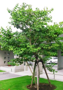 ベニバナソシンカ植栽例
