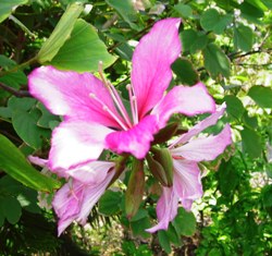 ムラサキソシンカの花アップ写真