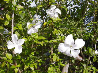 ハイビスカスの花（白系）